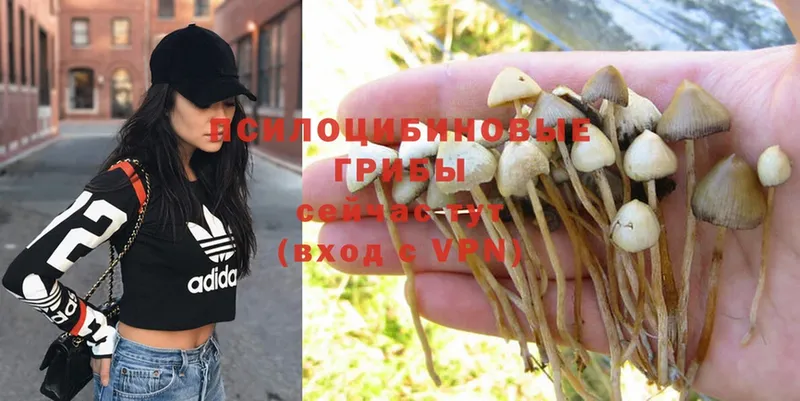 как найти закладки  Каменногорск  Псилоцибиновые грибы Psilocybe 